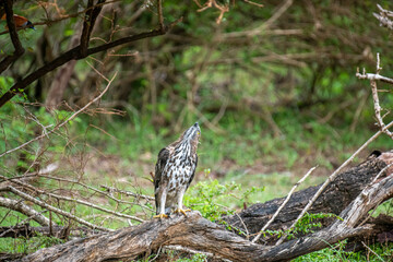 A majestic hawk-eagle, likely a Changeable or African Hawk-Eagle, perches on a weathered branch amidst lush forest foliage, gazing intently upwards into the canopy.