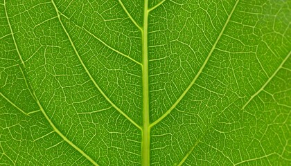 Obraz premium Close-up of a vibrant green leaf (1)