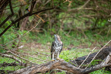 A majestic hawk-eagle, likely a Changeable or African Hawk-Eagle, perches on a weathered branch amidst lush forest foliage, gazing intently upwards into the canopy.