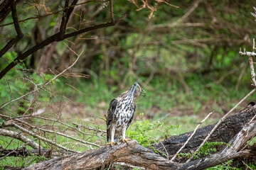 A majestic hawk-eagle, likely a Changeable or African Hawk-Eagle, perches on a weathered branch amidst lush forest foliage, gazing intently upwards into the canopy.