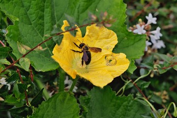 ヘチマの花とミツバチ