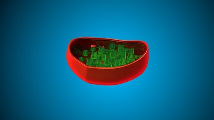 Plant chloroplast anatomy. 3d illustrations