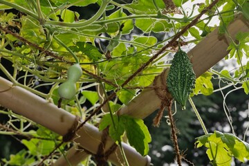 ひょうたんとゴウヤ