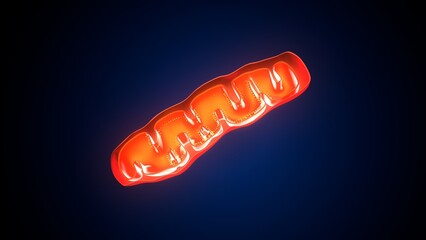  Mitochondria anatomy. 3d illustratins