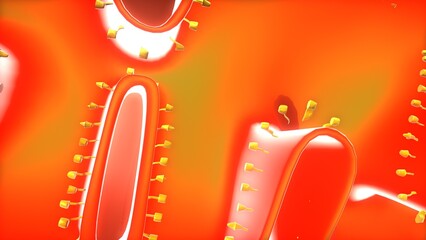  Mitochondria anatomy. 3d illustratins