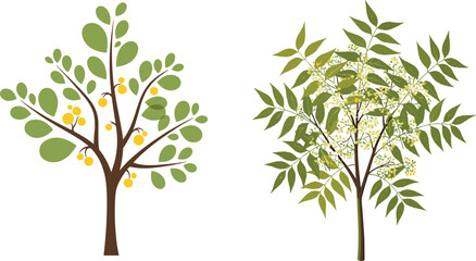 Obraz premium Tree illustration with green leaves, fruit tree with yellow apples, blooming tree with white flowers, botanical nature design, educational plant artwork