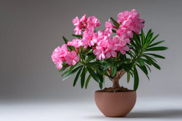 Fototapeta premium Beautiful pink oleander flowers in a terracotta pot against a neutral background