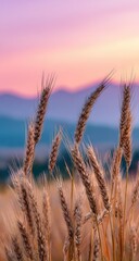 Fototapeta premium Golden wheat stalks in focus against a hazy, pastel sunset and distant mountain range