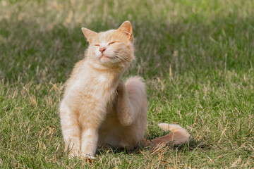 A red-haired kitten scratches its neck with its hind paw in the summer sun. A small pet is resting on a green lawn.