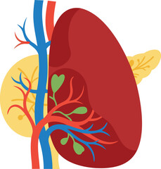 Obraz premium A detailed illustration of the human kidney, highlighting blood vessels, renal arteries, and surrounding tissue in a biological context