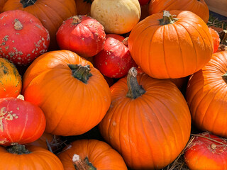 Many different pumpkins on the hay close up. Farm market decoration, autumn harvest festival, cozy fall mood