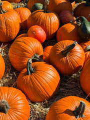Many perfect big orange pumpkins laying down on the hay close up. Farm market, autumn harvest festival, cozy fall mood