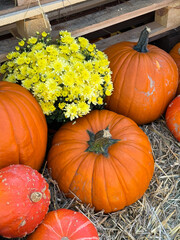 Many different pumpkins and chrysanthemums flowers on the hay close up. Farm market decoration, autumn harvest festival, cozy fall mood