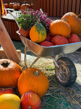 Fall harvest festival decoration with many different pumpkins and chrysanthemums flowers, wooden constructions and decorated cart. Farm market with cozy fall mood