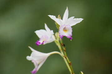 Bamboo orchid (Arundina graminifolia) purple flower in the garden.