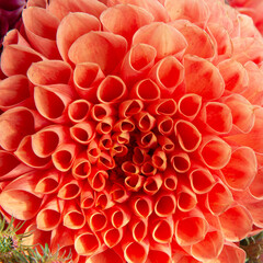 Close-up of orange dahlia flower petals
