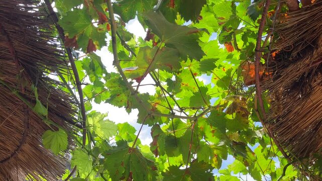 Fresh lush grapes leaves depend on fertile trees basking under a golden sun  swaying gently in the breeze 4K