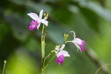 Bamboo orchid (Arundina graminifolia) purple flower in the garden.