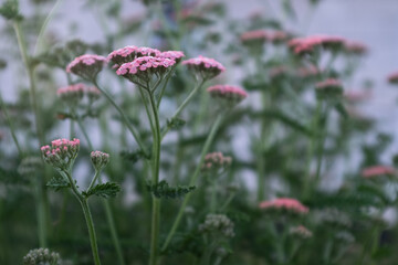 Pink Yarrow (Achillea millefolium) in Bloom with Fernlike Green Leaves – Soft Pastel Wildflowers in Garden or Meadow Setting with Blurred Background and Vertical Growth