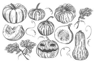 Hand drawn ink pumpkin, butternut squash vegetable sketches set. Food drawings for labels and packaging. Vegetarian menu. Healthy diet.