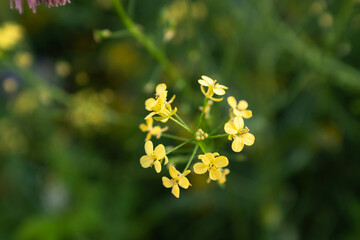 Bright Yellow Mustard Flowers Blooming in Green Field Close-Up – Brassica Plant Blossoms in Vibrant Spring Nature with Soft Background