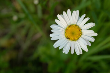 Close-Up of Oxeye Daisy (Leucanthemum vulgare) Bloom with White Petals and Yellow Center on Green Meadow Background – Wildflower Symbol of Simplicity and Natural Beauty