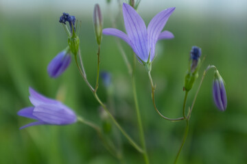 Harebell (Campanula rotundifolia) Wildflower with Delicate Blue-Violet Bell-Shaped Blossoms in a Green Meadow – Close-up Macro Nature Photo of Field Flowers in Summer