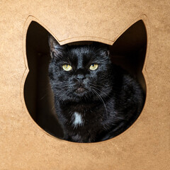 A striking black cat with piercing green eyes looks directly at the camera from inside a cat-shaped cutout in a wooden or cardboard structure, creating a cozy and intriguing portrait. 