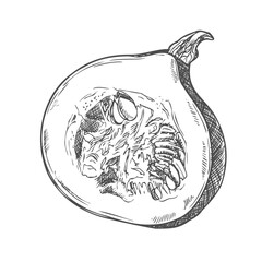 Pumpkin slice vector drawing. Isolated hand drawn object with sliced piece and seeds. Vegetable engraved style illustration. Detailed vegetarian food sketch.