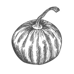 Pumpkin hand drawn sketch style. Halloween pumpkin vector illustration.