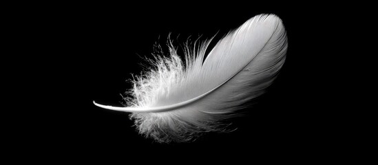 Obraz premium Delicate white feather against black background