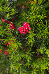 Grevillea Plant (Grevillea Juniperina) with Vibrant Red Spider Flowers and Sharp Green Foliage – Native Australian Evergreen Shrub Ideal for Pollinators, Landscaping, and Drought-Resistant Gardens