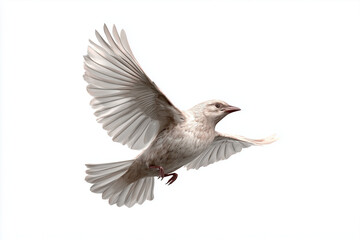 Fototapeta premium A bird flying, 3D render, isolated on a white background.