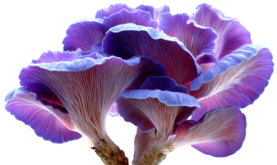 Mushroom with Purple and Blue Layers in Nature Isolate on Transparent Background, cutout, png