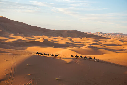 Wide-angle photograph of a camel caravan traveling through the sand dunes of the Merzouga Desert in Morocco during sunset. The golden light highlights the textures of the desert landscape. - Powered by Adobe