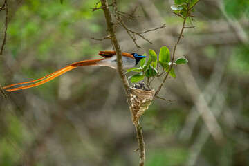 This striking image captures an Indian Paradise Flycatcher, a male in rufous morph, perched...