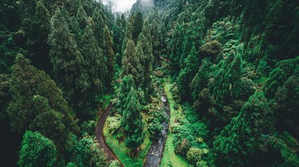 aerial. Aerial view of a serene forest road winding through lush greenery under natural daylight. travel magazines, destination branding, designed for travel destination branding.
