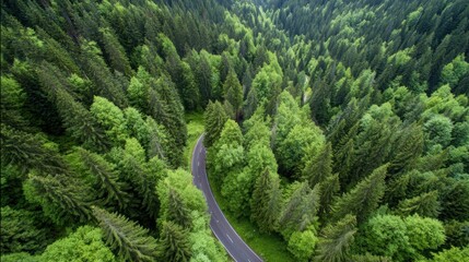 aerial. Aerial view of a serene forest road winding through lush greenery under natural daylight. travel magazines, destination branding, designed for travel destination branding.