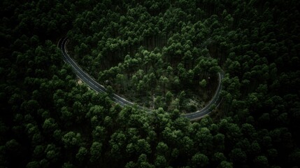 aerial. Aerial view of a serene forest road winding through lush greenery under natural daylight. travel magazines, destination branding, designed for travel destination branding.