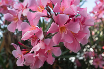 Pink Oleander Flower (Nerium oleander) in Sunlight – Close-Up of Delicate Blossoms on a Toxic Yet Beautiful Ornamental Shrub in a Lush Green Garden. High quality photography