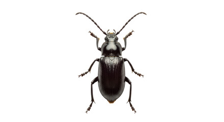 Isolated beetle crawls insect close up details studio shot arthropod animal macro photography