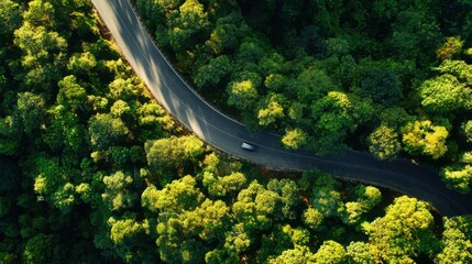aerial. Aerial view of a serene forest road winding through lush greenery under natural daylight. travel magazines, destination branding, designed for travel destination branding.