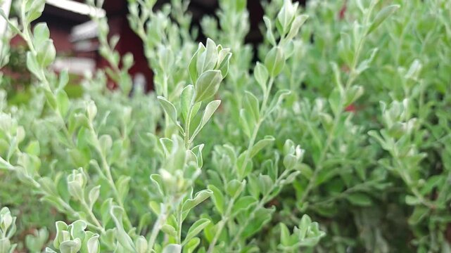  Beautiful Ash bush, Purple sage leaves plant. 
