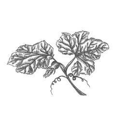 Hand drawn pumpkin leaves isolated on white background