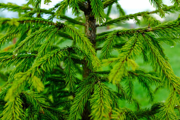 Background from young green fir-tree branches with small needles. Evergreen fir tree grow for publication, poster, screensaver, wallpaper, postcard, banner, cover, post. High quality photo
