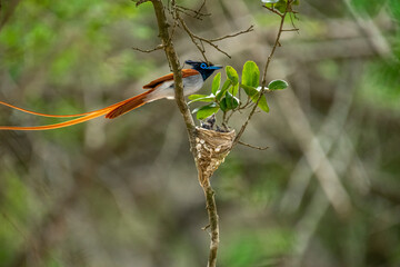 This striking image captures an Indian Paradise Flycatcher, a male in rufous morph, perched...