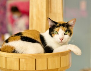 A beautiful calico cat distinguished by its distinctive tri-color coat pattern of black, white and orange patches.