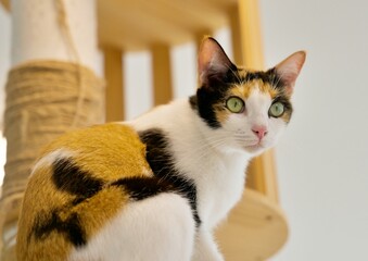 A beautiful calico cat distinguished by its distinctive tri-color coat pattern of black, white and orange patches.
