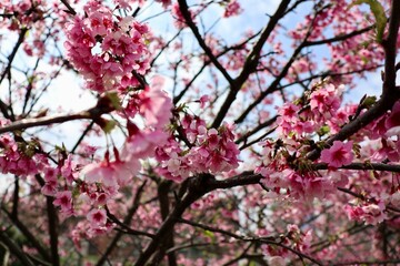 pink cherry blossom