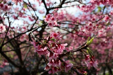 pink cherry blossom